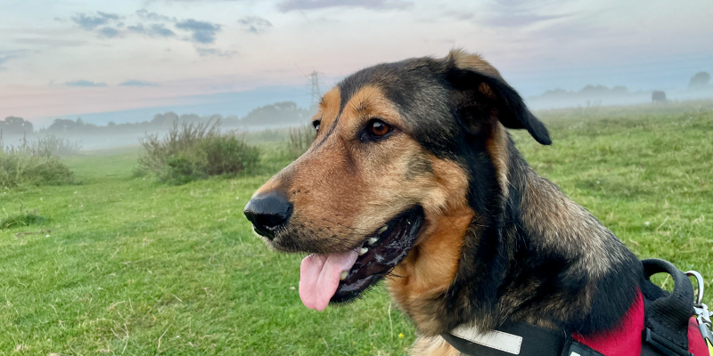 Photo of my dog Loki, resembling a Labrador in shape but with the coloring of a German Shepard, gazing out over a foggy field.